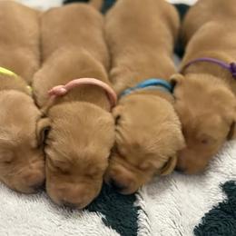 Labrador Retriever Puppies from H & H Retrievers