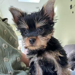 Cal - Black and tan male Yorkshire Terrier puppy in Ashland, Kentucky from Yorkie Paw