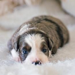 Maisie - Blue merle female Miniature American Shepherd puppy in Chocowinity, North Carolina from Foxtail Hollow