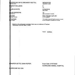 French Bulldog All Grown Up from YSetteL French Bulldogs