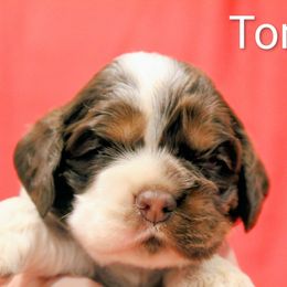 Tommy - Brown white and tan male Cocker Spaniel puppy in Perry, Arkansas from Parker's Cockapoos