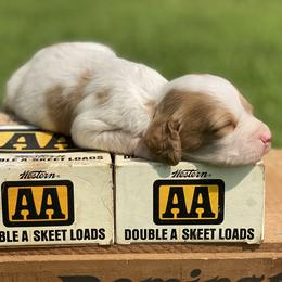 Brittany puppies from HillTop Brittany Kennel