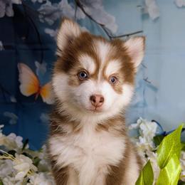 Vernon - 2200 - Red and white male Pomsky puppy in Spring Hill, Florida from www.PuppyTimeEmporium.com