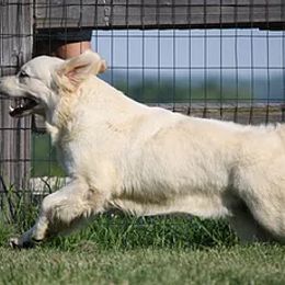 Golden Retriever All Grown Up from Red Hive Golden Retrievers