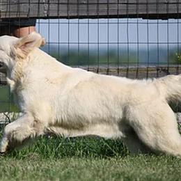 Golden Retriever All Grown Up from Red Hive Golden Retrievers