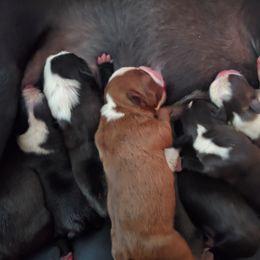 Boston Terrier Puppies from The Christian Bostons