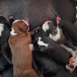 Boston Terrier Puppies from The Christian Bostons