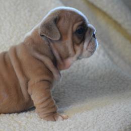 Girl 1 - Fawn and white female Bulldog puppy in Bradleyville, Missouri from HurstBulldogs