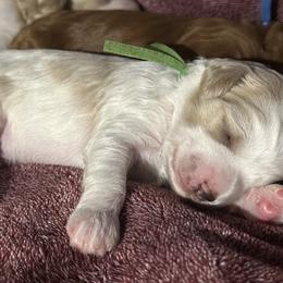 Goldendoodle Puppies from Creekside Cottage Doodles