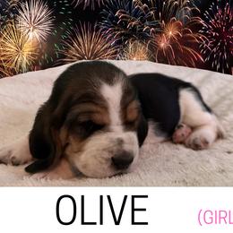 Basset Hound Puppies from Liberty Bassets