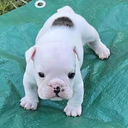 Bulldog Puppies from Chief Bulldogs