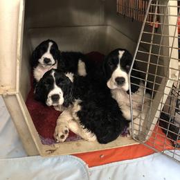 English Springer Spaniel Puppies from Carol Jansen's Cascadian Springer Spaniels