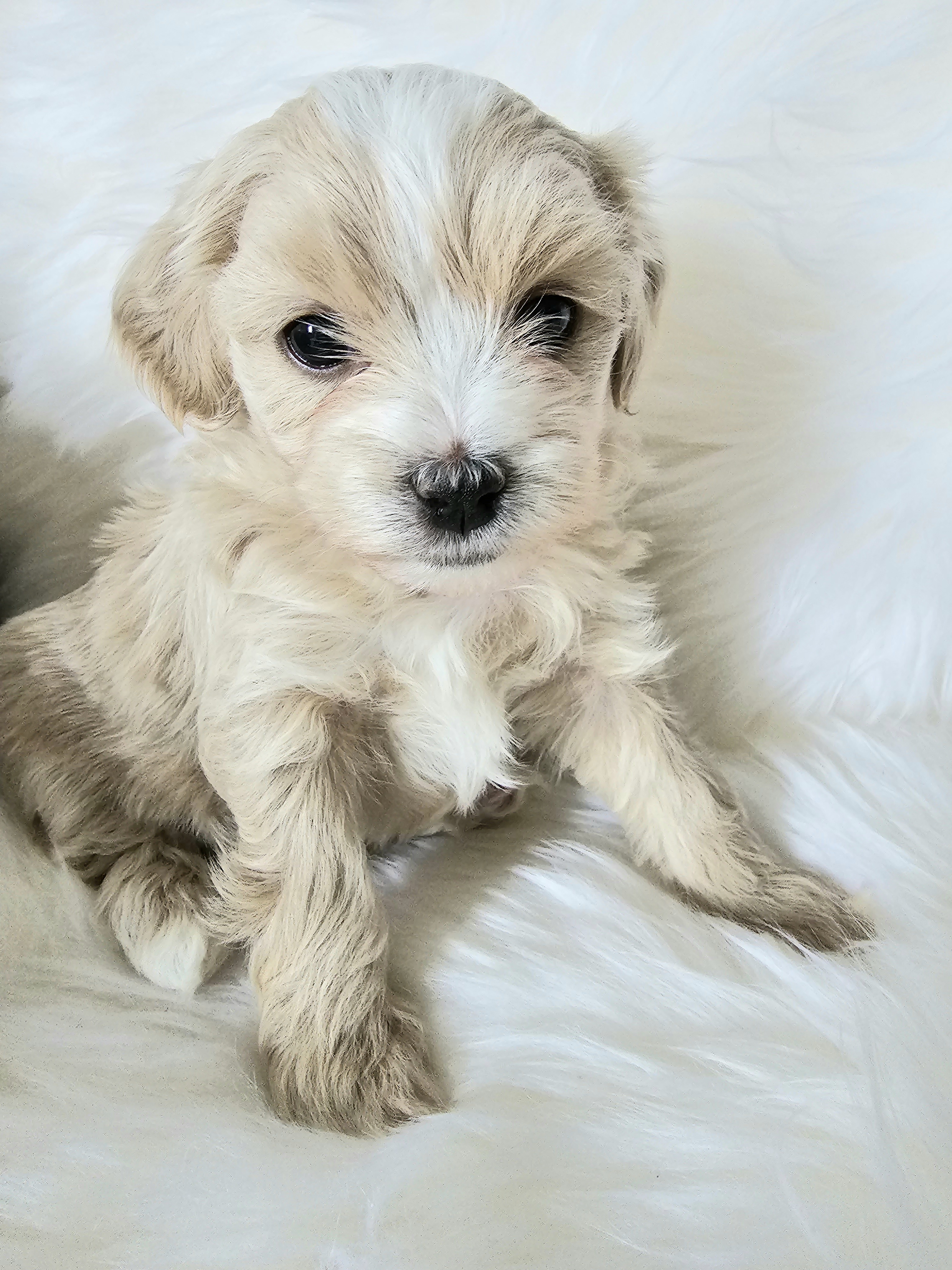 Shihpoo Puppies from Kopydlowski's Shihpoo