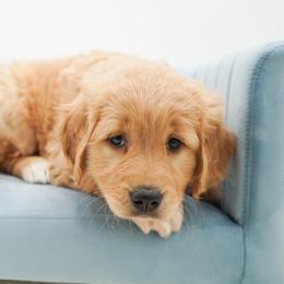 Golden Retriever, Miniature American Shepherd, and Siberian Husky Puppies from HuskiesAndGoldensWithFinesse