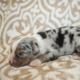 Captain - Blue merle male Toy Australian Shepherd puppy in Licking, Missouri from Burnett Aussies