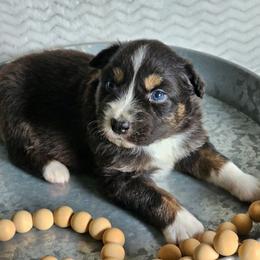 Russell - Black tri-color male Australian Shepherd puppy in Mountain Grove, Missouri from K Bar H Farms