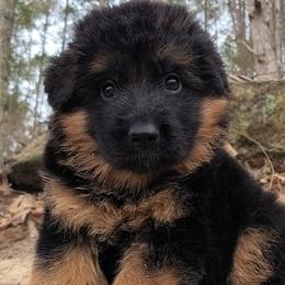 Blue Collar - Male - Black and red male German Shepherd puppy in Charlotte, North Carolina from Zuflucht K9s