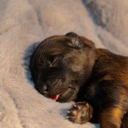Arya - Fawn female Belgian Malinois puppy in Baltimore, Maryland from Abenteurer German Shepherds & Belgian Malinois