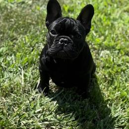 French Bulldog Puppies from Pelis French Bulldogs