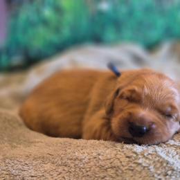 Blue - Dark golden male Golden Retriever puppy in Taft, Tennessee from McGraw's Fetching Pups