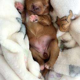 Roo - Apricot female Cavapoo puppy in Easley, South Carolina from Cutiepie Cavapoos