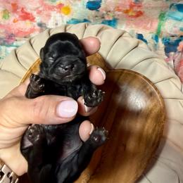 Boy 2 - Black male Shih Tzu puppy in Sherman, Texas from Shannon’s Sugar Sweet Shih Tzu’s