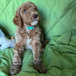 11. DAISY - TURQUOISE COLLAR GIRL - Apricot female Goldendoodle puppy in Charlo, Montana from Heavenly Hilltop Farm