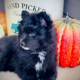 Harry Potter - Black and white male Pomsky puppy in Greenville, South Carolina from Thicketty Mountain Pomskies