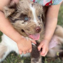 Dolly - Red merle female Australian Shepherd puppy in Roff, Oklahoma from Circle J Aussies