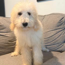 Junie - Cream female Goldendoodle puppy in Goldsboro, North Carolina from The Grantham House