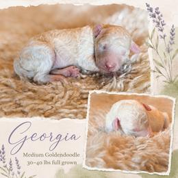 Georgia - Cream female Goldendoodle puppy in Millville, California from Hope Lane Kennels