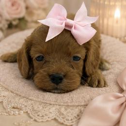 Pink bow - Red female Cavapoo puppy in Waskom, Texas from Pearls & Curls doodles & poodles