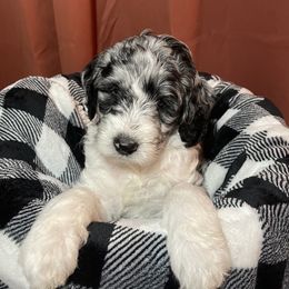 Aussiedoodle and Goldendoodle Puppies from Toledo Creek Doodles