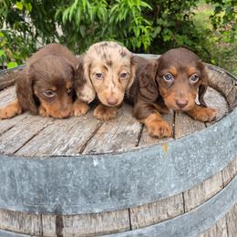 Cockapoo, Dachshund, and Miniature Schnauzer Puppies from LUXEYPUPS