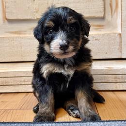 Traditional Tricolor male - Tri-color male Bernedoodle puppy in Brooksville, Florida from Kruger Doodles