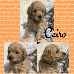 Cairo - Red  male Goldendoodle puppy in Ankeny, Iowa from Iowadoodles2love