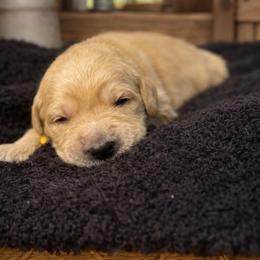 Boy 4 Mike - Golden male Golden Retriever puppy in Angier, North Carolina from Howard's Retrievers