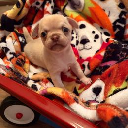 Boy 1 - Chocolate sabled fawn male Chihuahua puppy in Orange, Texas from Tiny Paws from God