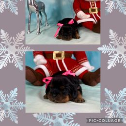 Starlit - Black and tan female Cavalier King Charles Spaniel puppy in De Pere, Wisconsin from Rose Garden Kennels