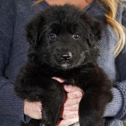 Blue Ribbon - Black male German Shepherd puppy in Howard City, Michigan from Sherman's Shepherds