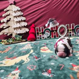 Noel - Liver white and tan female English Springer Spaniel puppy in Westover, Maryland from Sterling's springer Haven