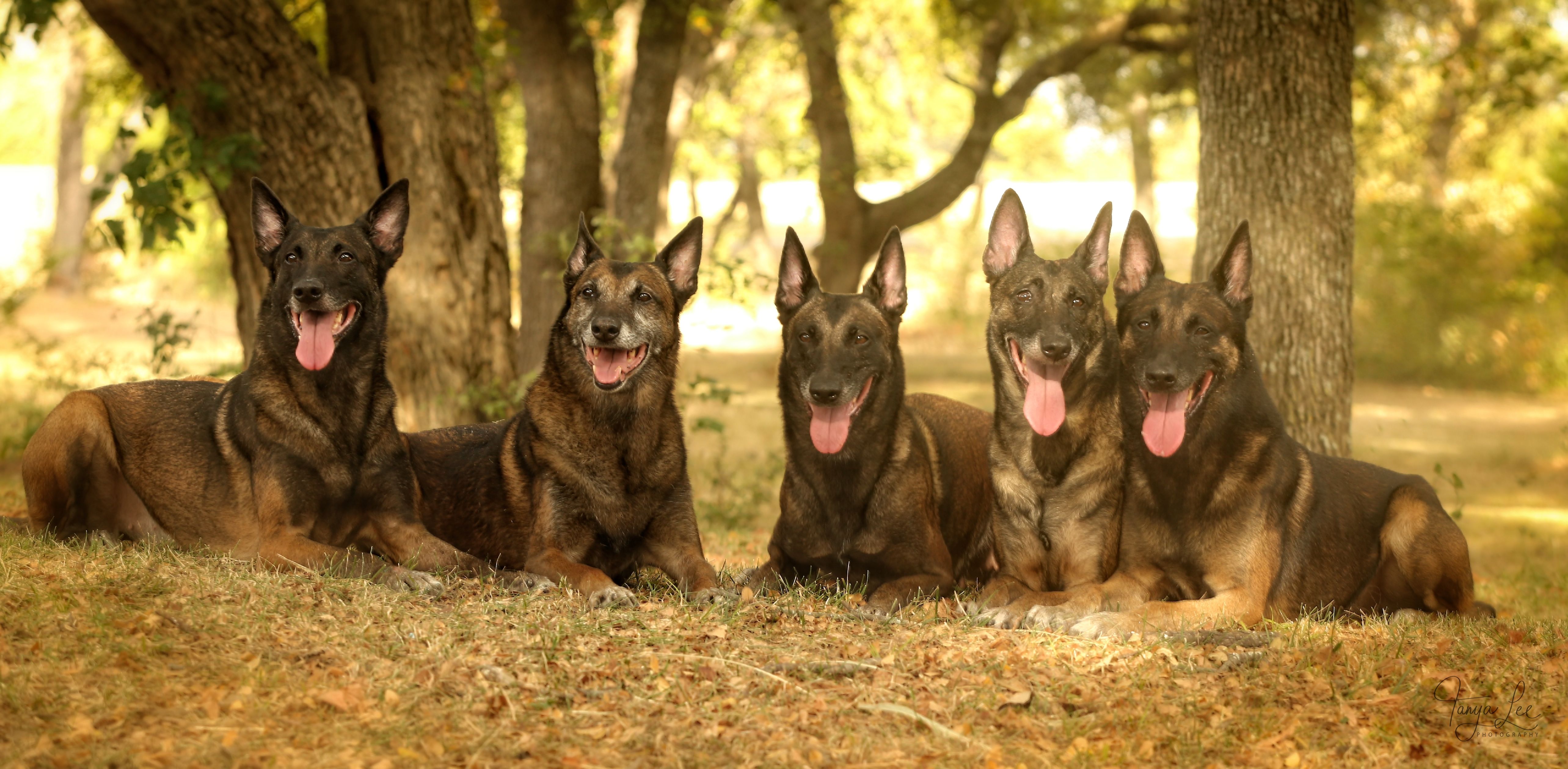 5 Malinois laying for a photo under a tree