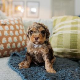 Chet - Chocolate merle male Bernedoodle puppy in Ardmore, Oklahoma from Mop Top Doodle Co.