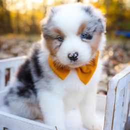 Wednesday - Blue merle female Australian Shepherd puppy in Georgetown, Texas from River Reign Australian Shepherds