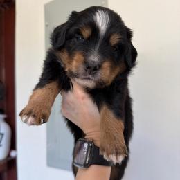 Rowdy - Black tri male Miniature Australian Shepherd puppy in Sweeny, Texas from Peach Creek Minis