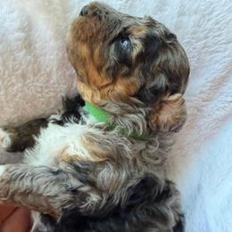 Shadow - Merle male Bernedoodle puppy in Statesville, North Carolina from Loves legacy Doodles