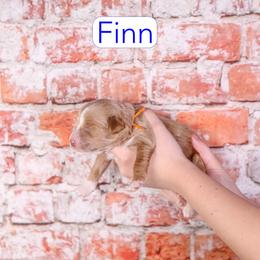 Finn - Red  male Goldendoodle puppy in Calhoun, Georgia from Happy Top Doodles