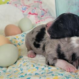 Aussiedoodle puppies from B&M Cottonwood Canines