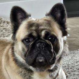 French Bulldogs from Hallowells red barn french bulldog's