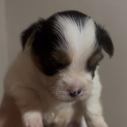 Max - Parti male Yorkshire Terrier puppy in Wagoner, Oklahoma from Rosenthal Yorkies